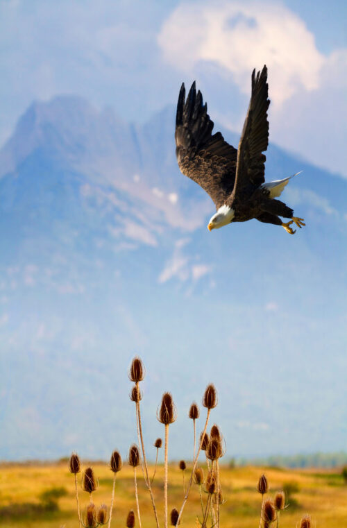 Beaks, Bills and Feather Journal by Photographer Gordon Lass